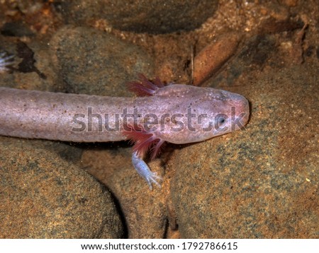 Tennessee Cave Salamander (Gyrinophilus palleucus) from a cave in Franklin County, Tennessee, USA