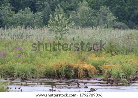 Colorful Bushes and Trees in Marsh