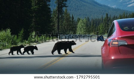 Black  bear with two cubs crossing the road in Canadian Rockies. Banff National Park. Alberta. Canada.  Royalty-Free Stock Photo #1792795501
