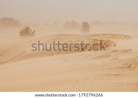 The send of the Desert. Sahara send texture. Thousand kilometers of row of sand dunes, barkhan belt and fixed by special plants sands, pebbly upland sand plots, thorny bushes. Send storm
