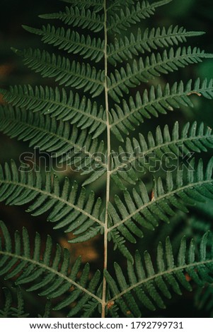 Close up of a fern from above