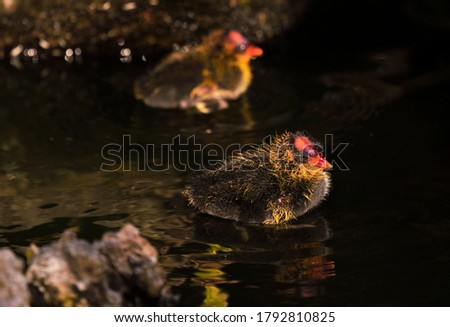 This close up image shows a pair of adorable baby Eurasian Coot Fulica Atra duck chics learning to swim in water.