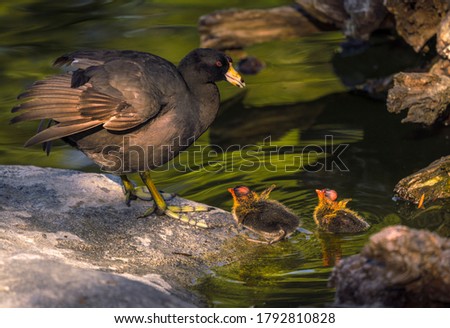 This wildlife image shows a mother Eurasian Coot Fulica Atra and her baby chicks on a rock in the water during a beautiful sunset.