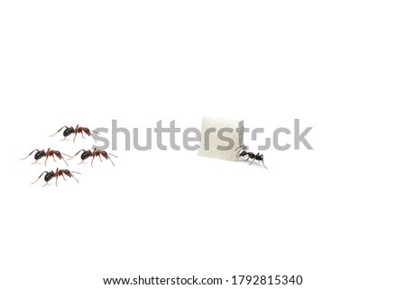 Red ants and Black ants eat a piece of sugar on white background.foraging.scramble.
