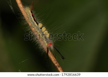 Picture of white-marked tussock moth caterpillar
