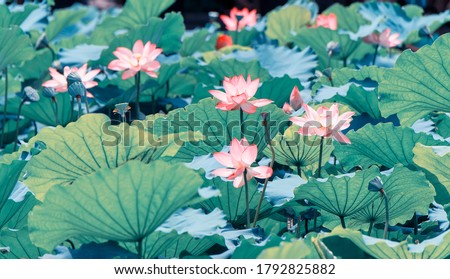 lotus flower blooming in summer pond with green leaves as background Royalty-Free Stock Photo #1792825882