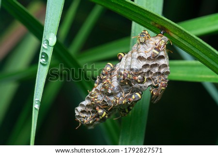 close shot of paper wasp bees and nest