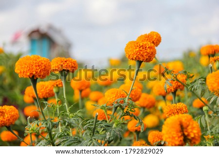 a photo of a beautiful yellow gumitir flower in a field