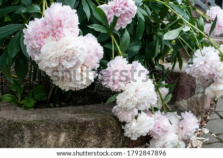 blossoms of a white and pink flowering peony bush hanging over a garden wall