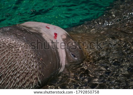 CLOSE UP OF A WALRUS HEAD WITH TWO WOUNDS SHOWING