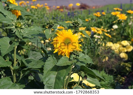 beautiful sunflower on a field in summer