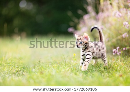 A cute curious spotted Bengal kitten outdoors in the grass in the summertime, on adventure. The kitten is 7 weeks old. Copy space room for text.