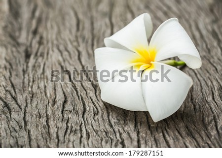 white Lee La Wa Dee flower on grunge wood wall
