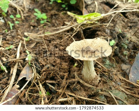 Close up picture of termite mushroom in the forest at the countryside of Thailand.