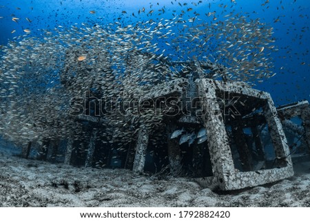 Big school of fish on manmade artificial reef 