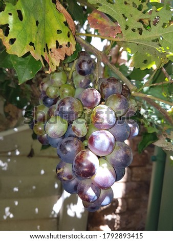 grapes growing on vine multicolour