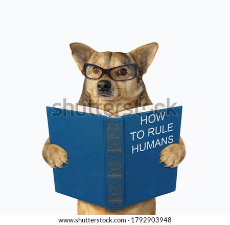 The beige dog in glasses is standing with a open blue book called how to rule humans. White background. Isolated.