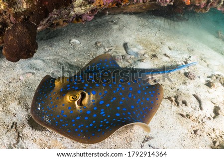 blue spotted sting ray on coral reef with scuba divers