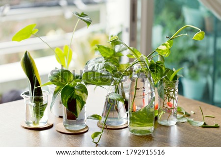 Home decor plant in water propagation. Water propagation for indoor plants. Royalty-Free Stock Photo #1792915516