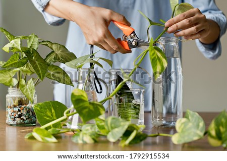 Woman cutting pathos plants for Water propagation. Water propagation for indoor plants. Royalty-Free Stock Photo #1792915534