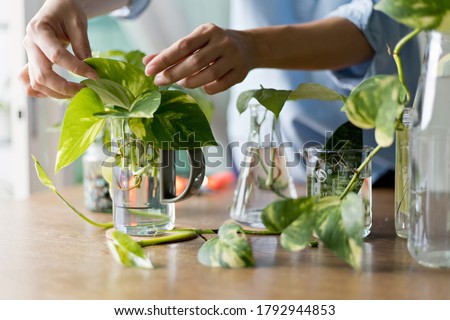 Woman propagating pothos plant from leaf cutting in water. Water propagation for indoor plants. Royalty-Free Stock Photo #1792944853