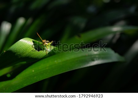 Macro photo: Chinese rice locusts eating plant leaves.