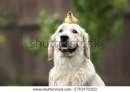 happy golden retriever dog with a duckling on her head Royalty-Free Stock Photo #1792970302