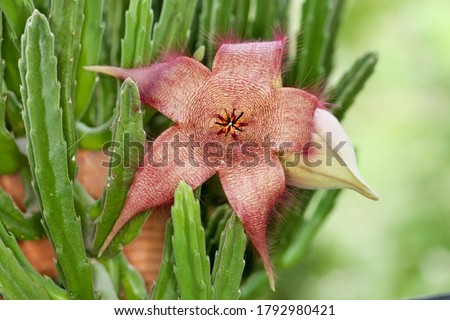Carrion plant , Stapelia gigantea succulent plant flower and boud Royalty-Free Stock Photo #1792980421