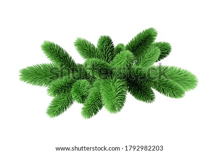 3d render, evergreen spruce twigs, Christmas tree branches, seasonal natural clip art isolated on white background