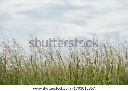 Grass flower, Nature peaceful scenery, outdoor