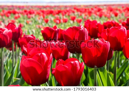 It's spring time in the Netherlands, which means that the tulip fields are there again! This is an amazing picture of red tulips. 