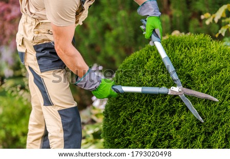 Male Gardener Pruning Decorative Bushes With Trimming Shears In Private Yard.  Royalty-Free Stock Photo #1793020498