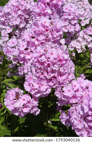 Phloxes. Inflorescences of blossoming pink garden phloxes, phlox paniculata, grade "Rosa Pastell". Seasonal gardening. Rural summer nature. Blossom. Pink color flowers. Phloxes flower. Bloom. Postcard