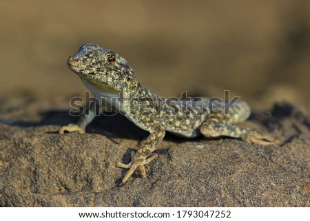 Namib Day gecko, a diurnal gecko, and also the fastest gecko in the world. Royalty-Free Stock Photo #1793047252