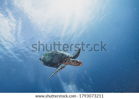 Hawksbill turtle underwater swimming scuba diving