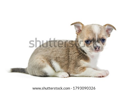 Chihuahua puppies, isolated. Little cute dog on white background. Dog shelter puppy. Small short haired chihuahua dog breed, studio shoot.