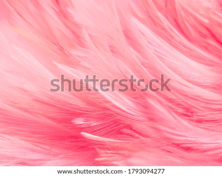 Beautiful abstract gray and pink feathers on white background and soft white feather texture on pink pattern and pink background, feather background, pink banners