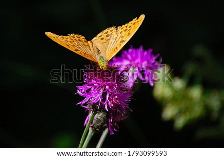Butterfly sitting on mountain flower