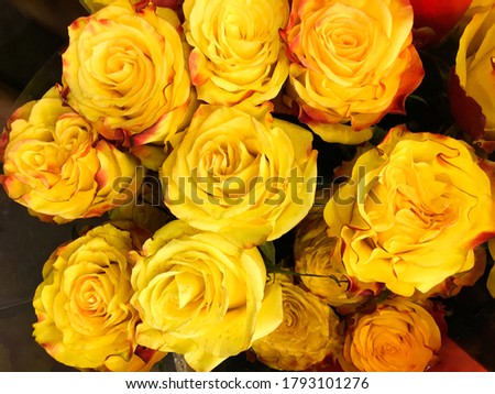Lots of the yellow roses closeup background 


