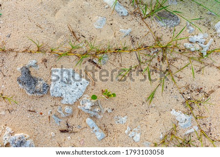 Green weeds crawling over sandy beach with dry corals