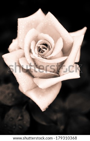 Grungy pink rose with water drops at vintage gothic style background 