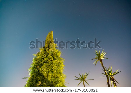 astro photography with big pine and palm trees during summer night