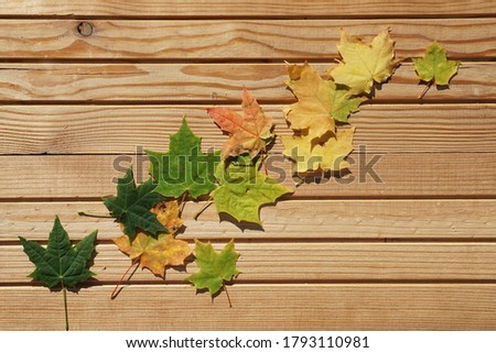               top view color autumn leaves   of maple on wooden background with copy space in minimal style, template for lettering, text or your design                  