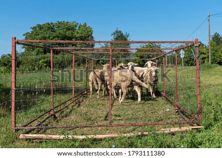 Group of sheep with ear tags in sheepfold. Sheep graze on the grass
