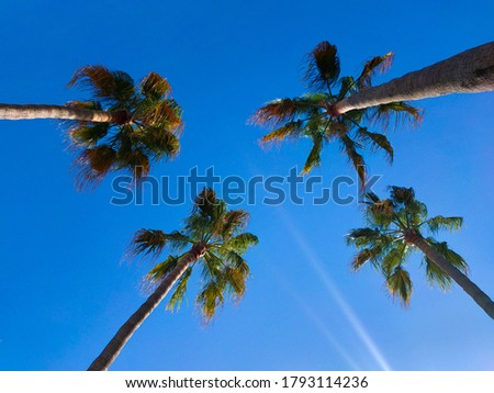 Palm trees with a deep blue background and the trail of a plane