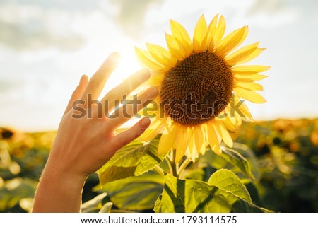 Picture of female's hand touching sunflower. In middle of field during harvest time. Early morning or evening. Cover sun in sky. Tender picture