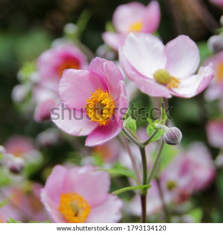 Beautiful pink Japanese Anenome Flowers Royalty-Free Stock Photo #1793134120
