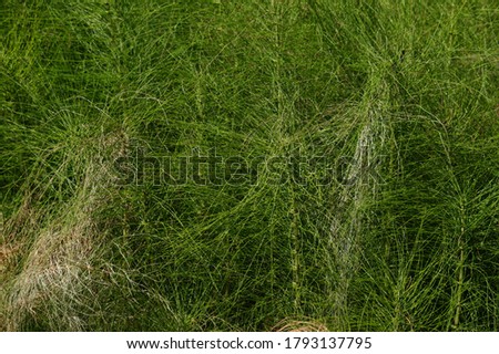 Tangled mass of long grass blades of the great horesetail species