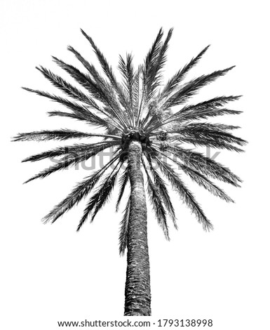 date palm photographed in a stylized black and white way that can be used as a background
