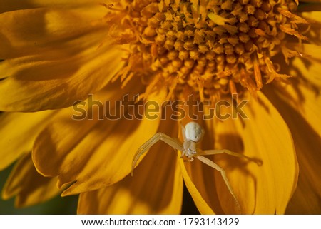 A small white spider sits on the yellow leaves of the flower. Macro effect photo.